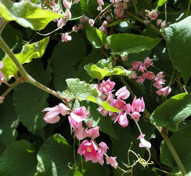 Antigonon Leptopus - Coral Vine - Mexican Creeper